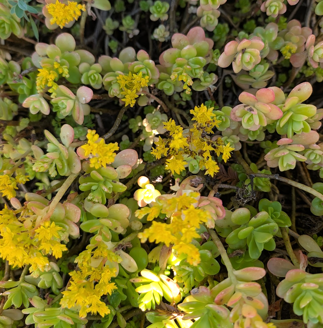 Sedum palmeri