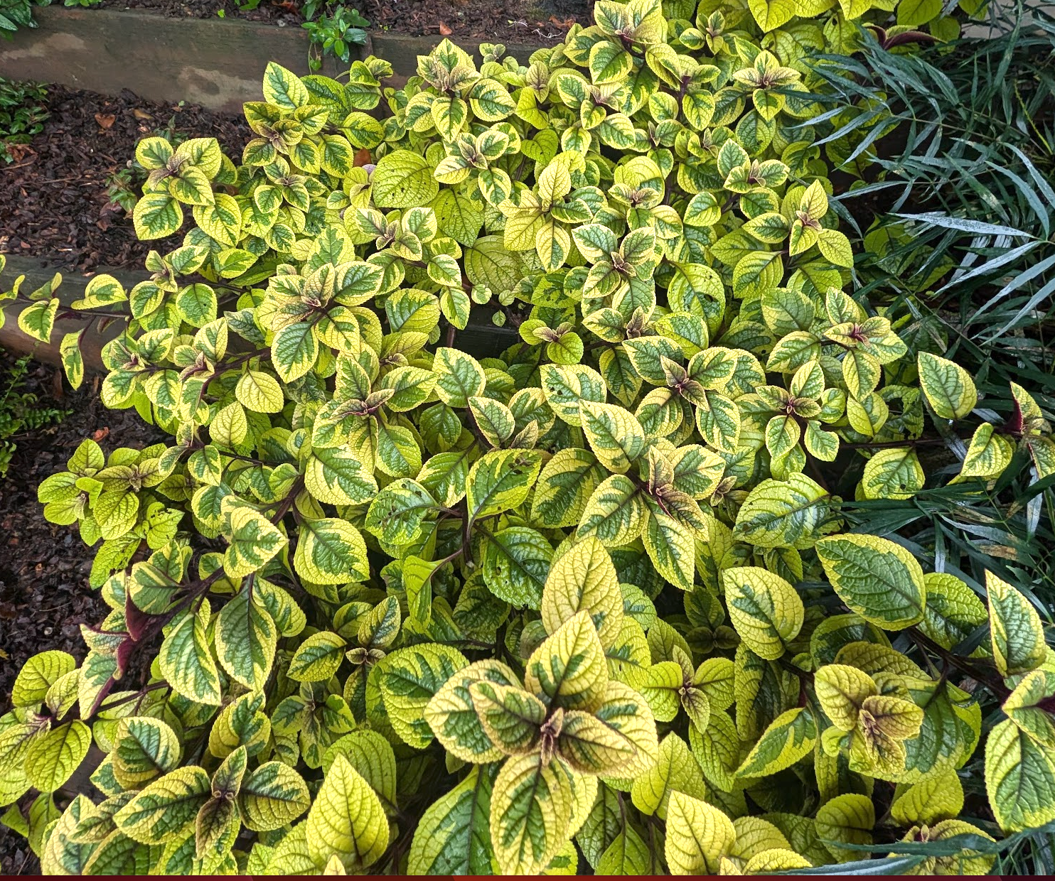 Plectranthus 'Guacamole'
