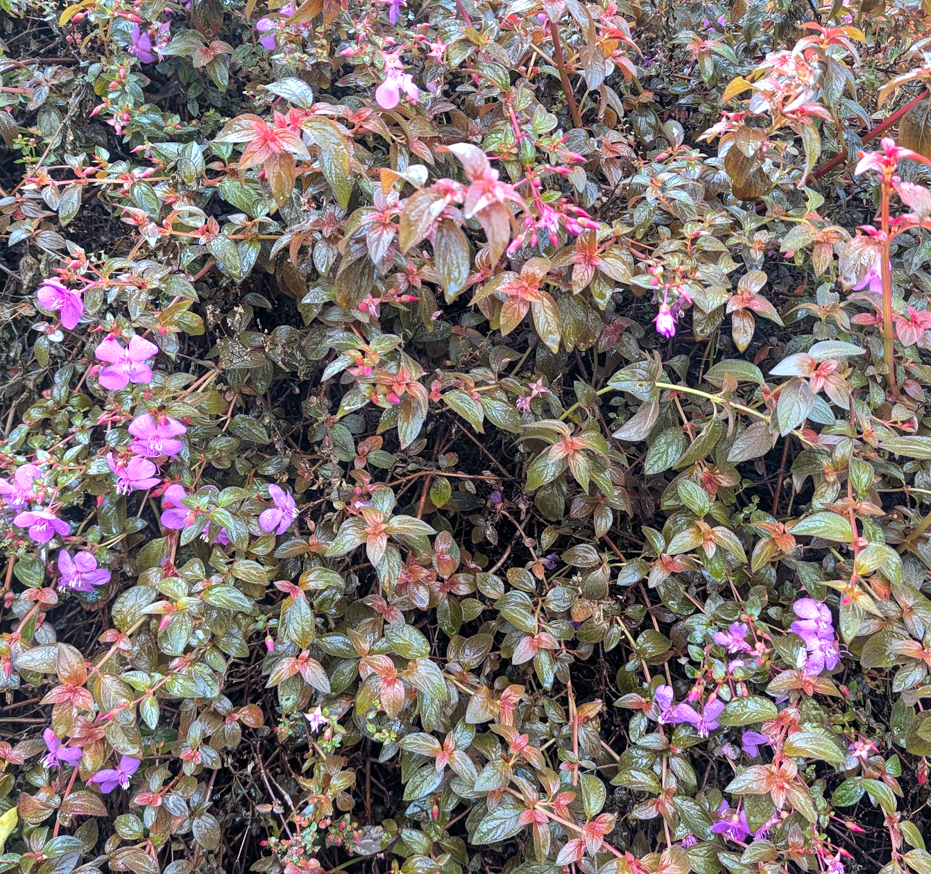 Centradenia floribunda