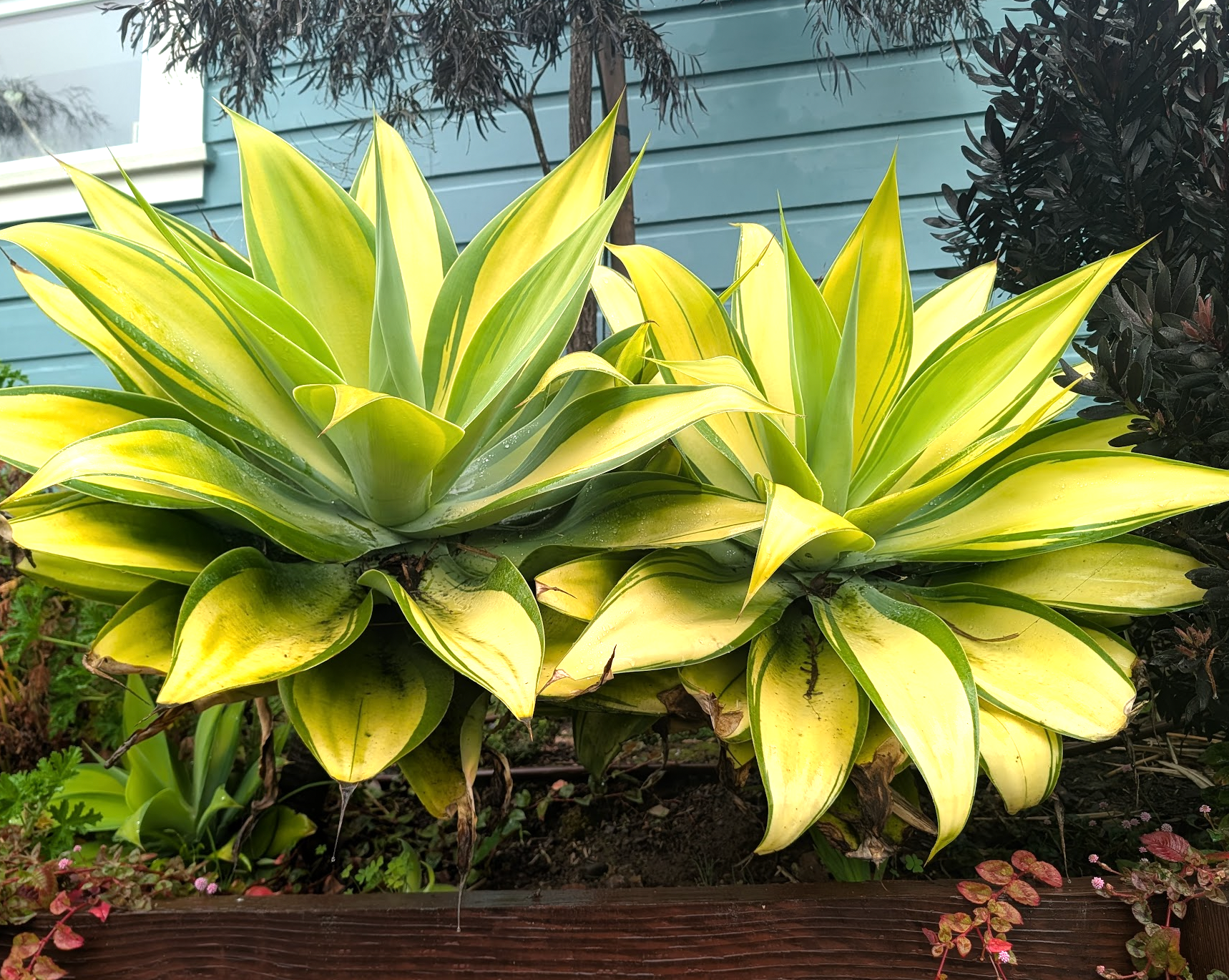 Agave attenuata 'Kara's Stripes'