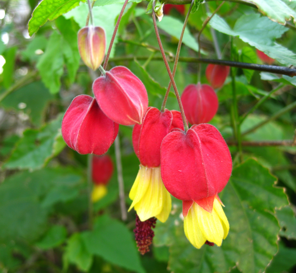 Abutilon megapotamicum