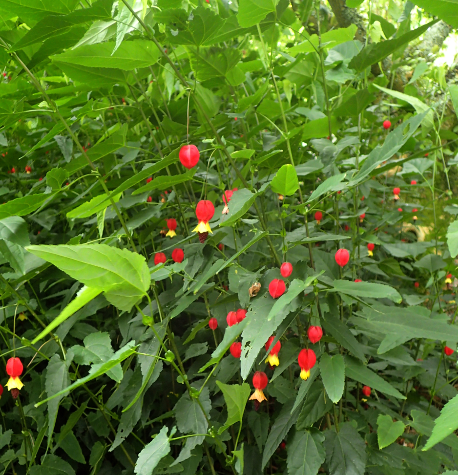 Abutilon megapotamicum