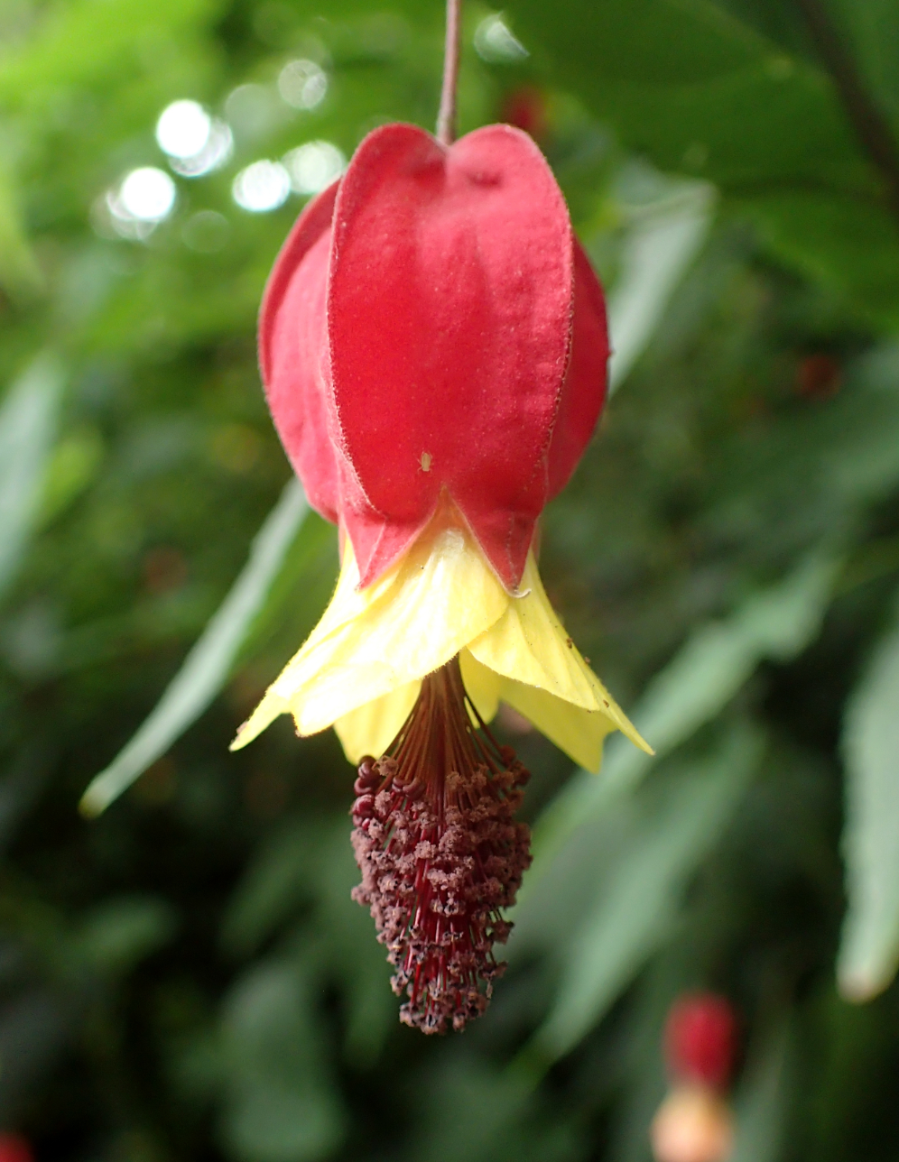 Abutilon megapotamicum