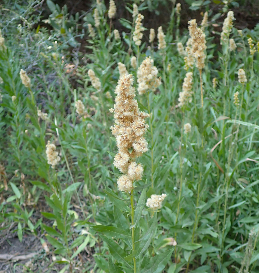 Solidago velutina ssp. californica