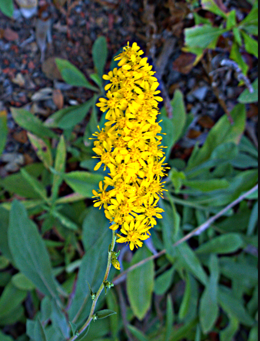 Solidago velutina ssp. californica