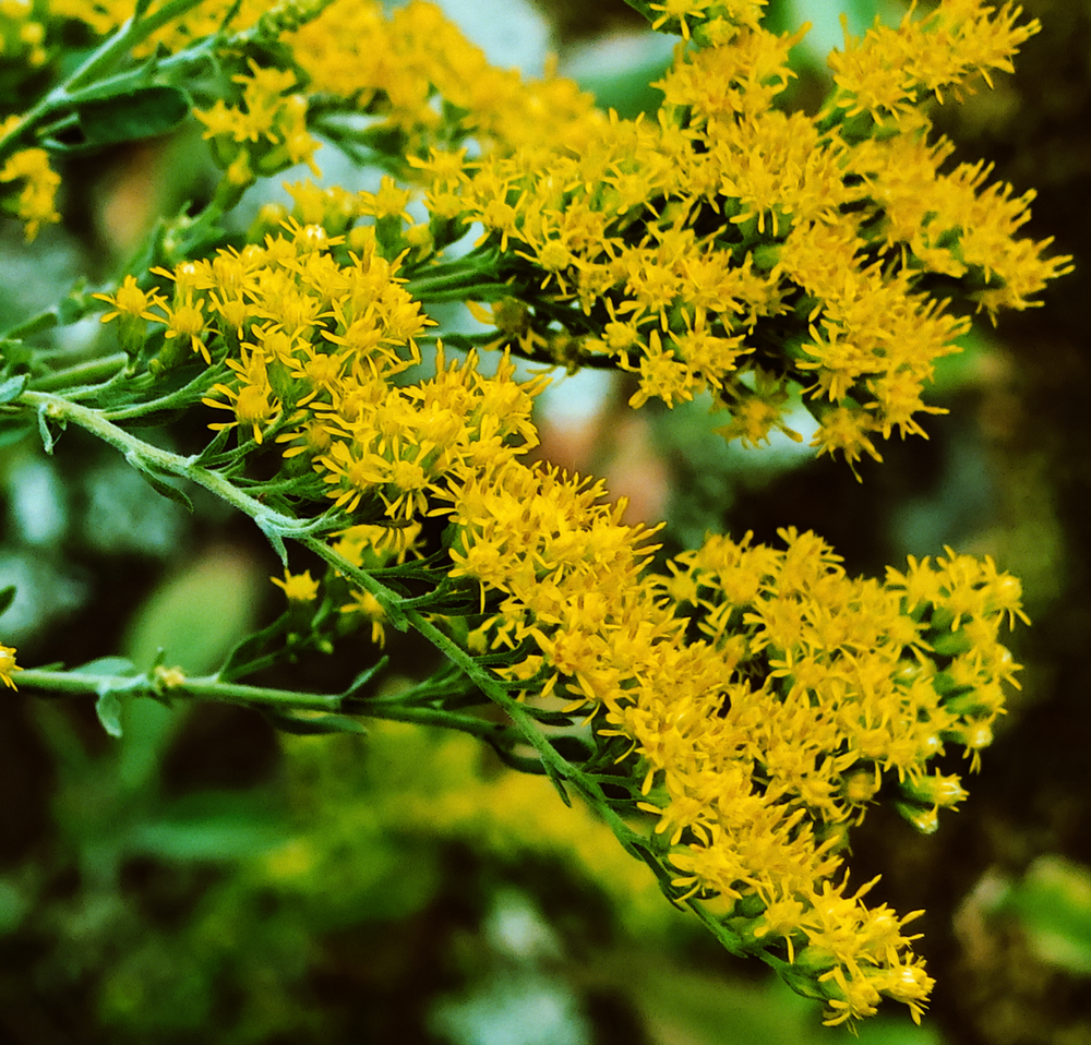 Solidago velutina ssp. californica