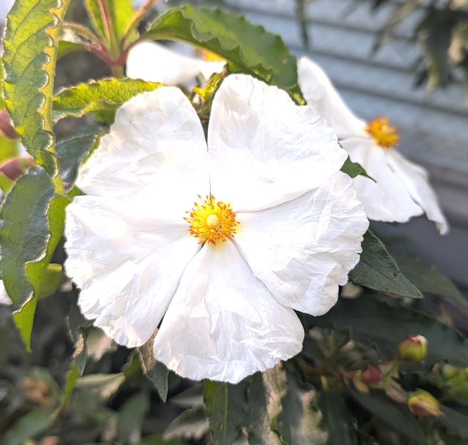 Cistus ladanifer 'Blanche'