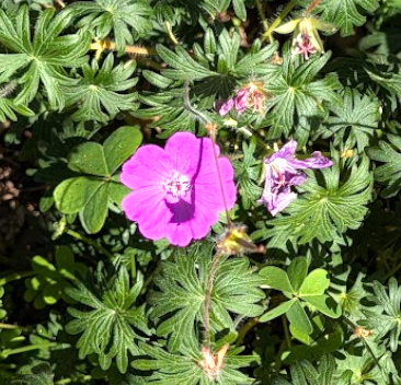 Geranium sanguineum