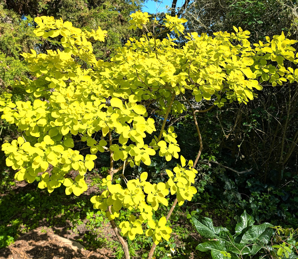 Cotinus coggygria 'Golden Spirit'