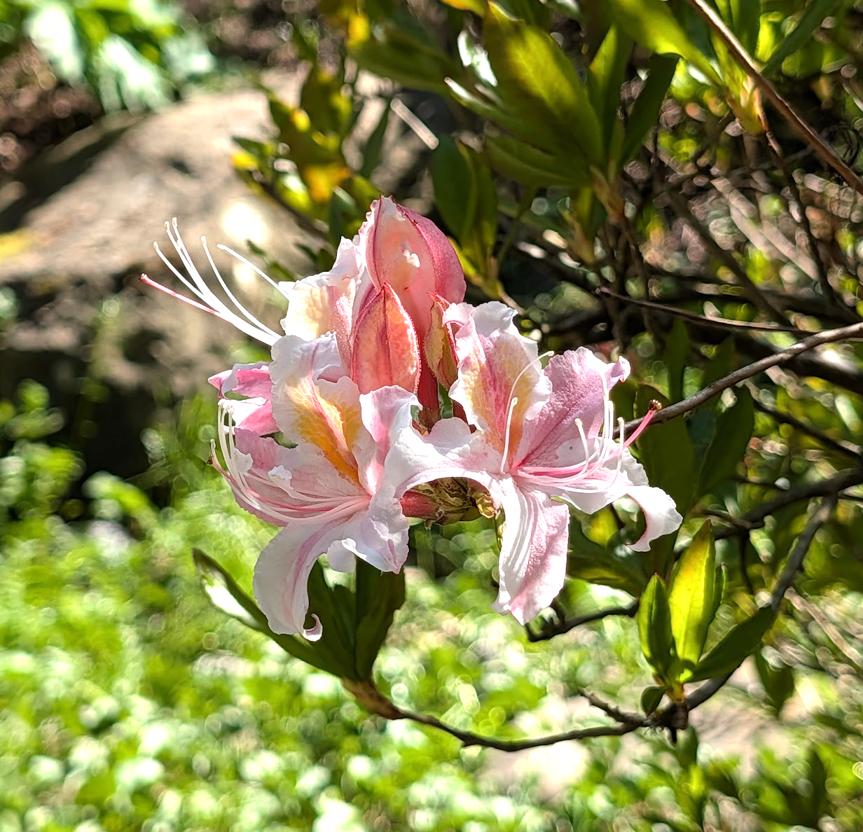Rhododendron occidentale