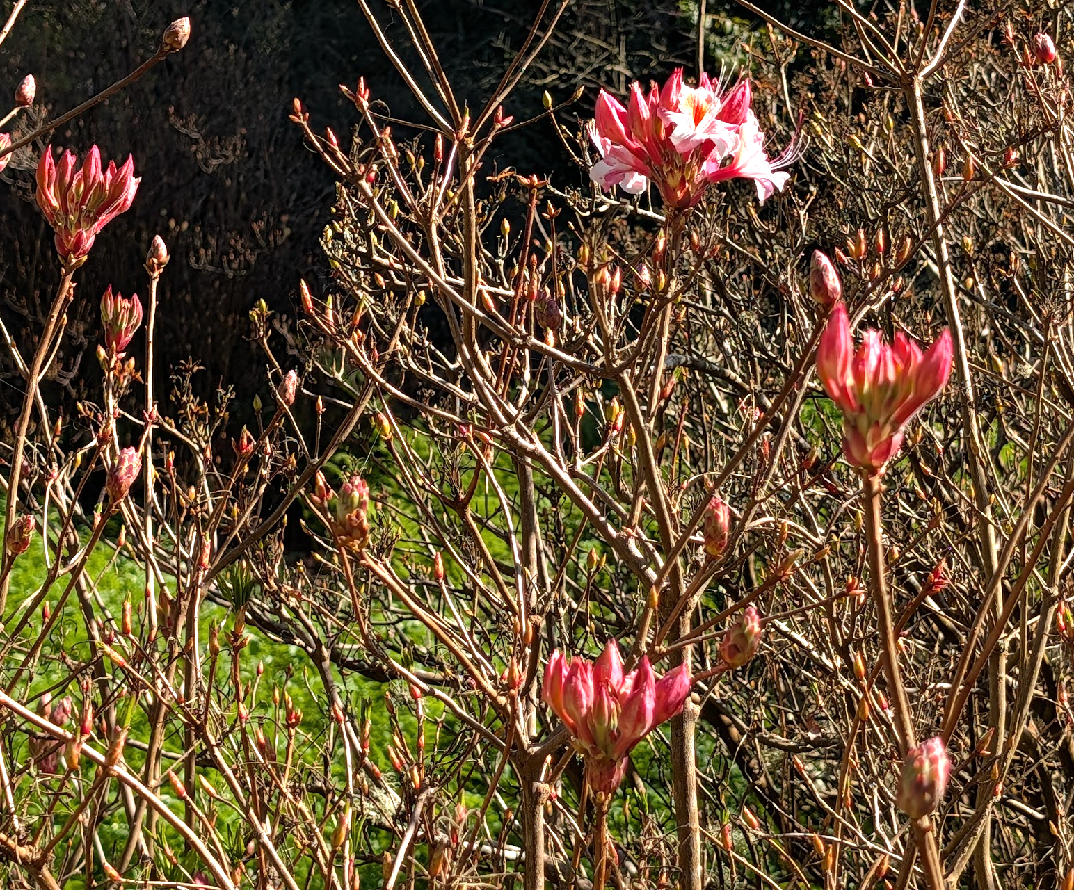 Rhododendron occidentale