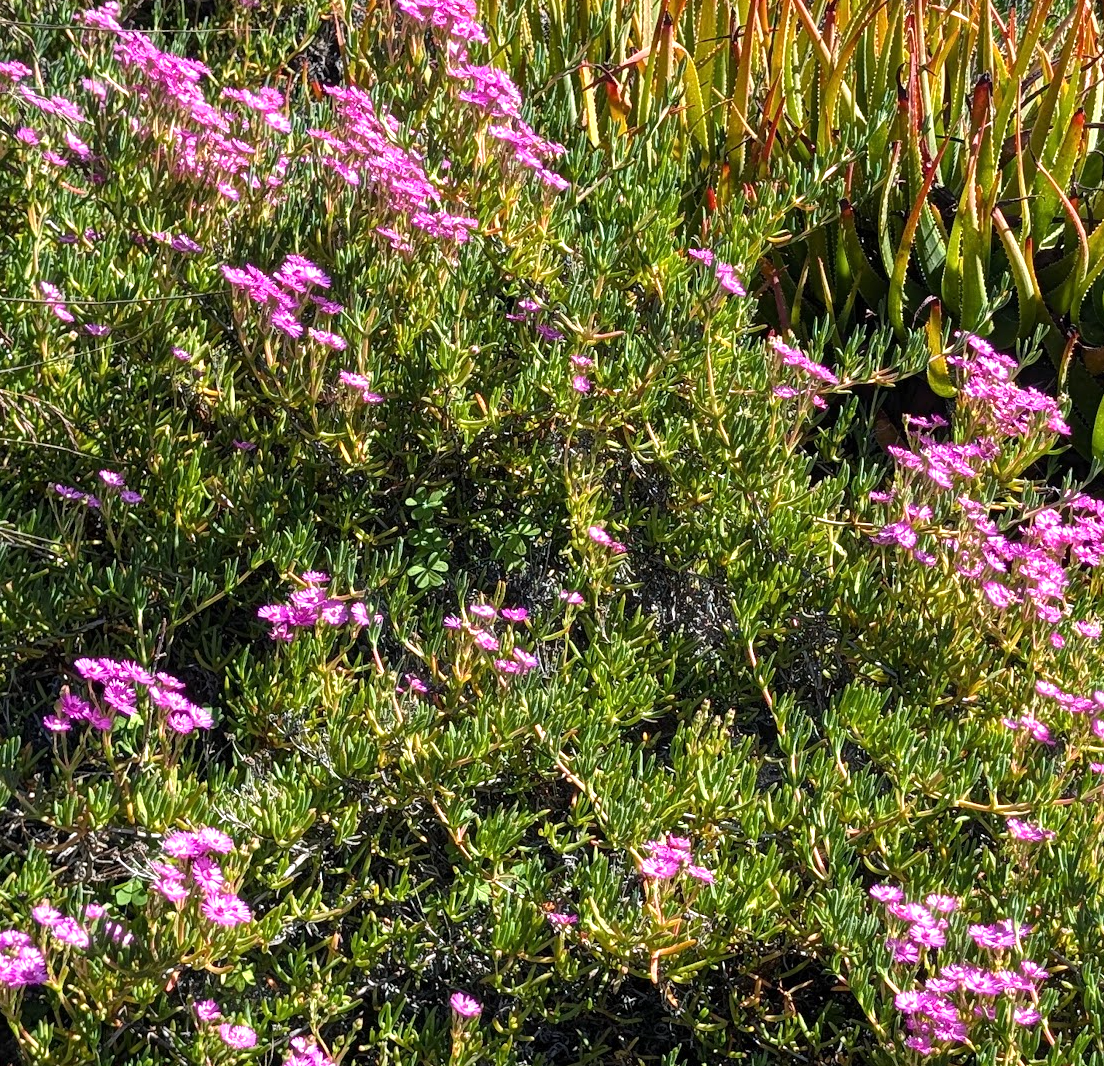 Lampranthus 'Pink Kaboom'