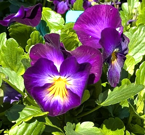 Viola cornuta 'Halo Violet'