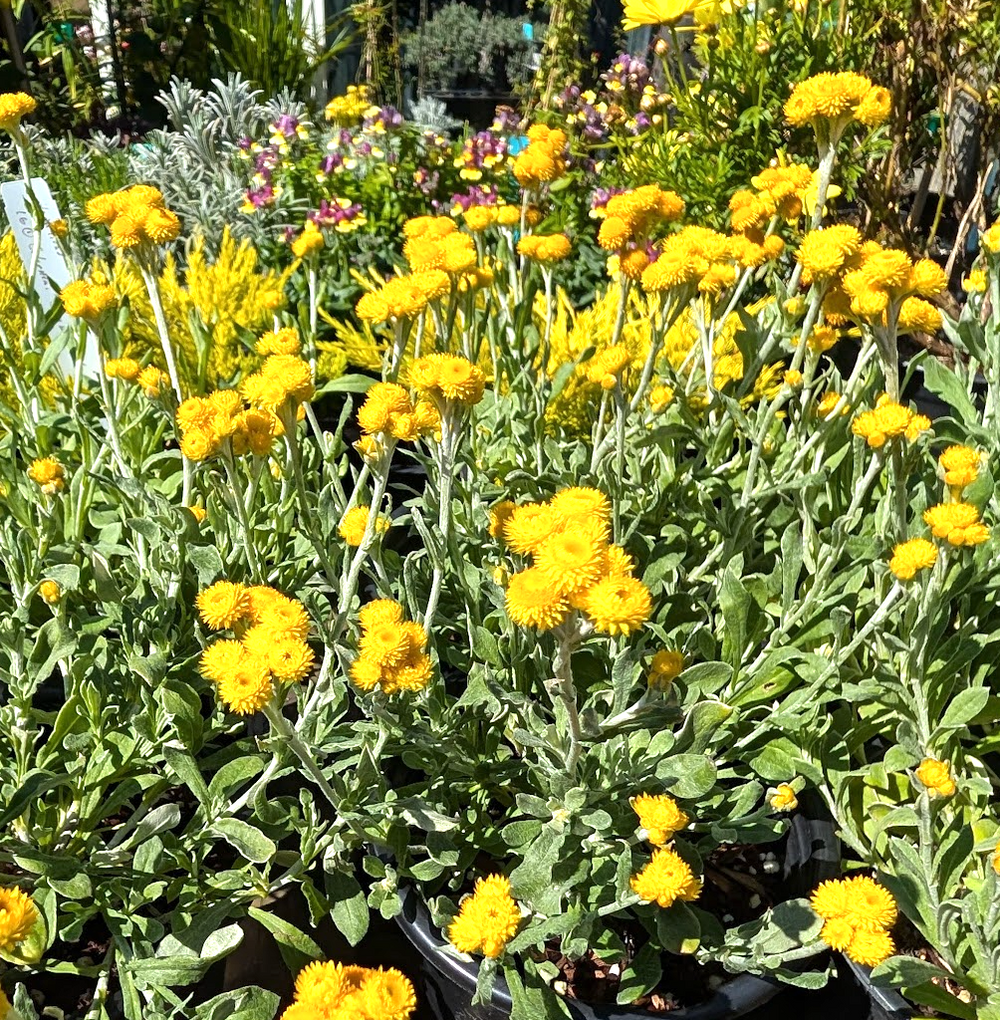 Chrysocephalum (Helichrysum) apiculatum 'Silver and Gold'