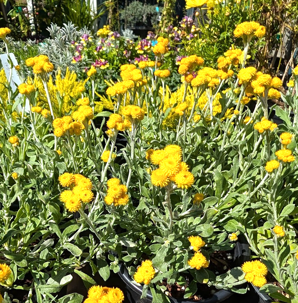 Chrysocephalum (Helichrysum) apiculatum 'Silver and Gold'