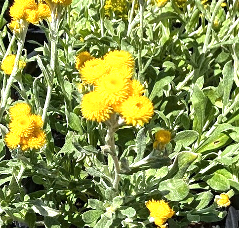 Chrysocephalum (Helichrysum) apiculatum 'Silver and Gold'
