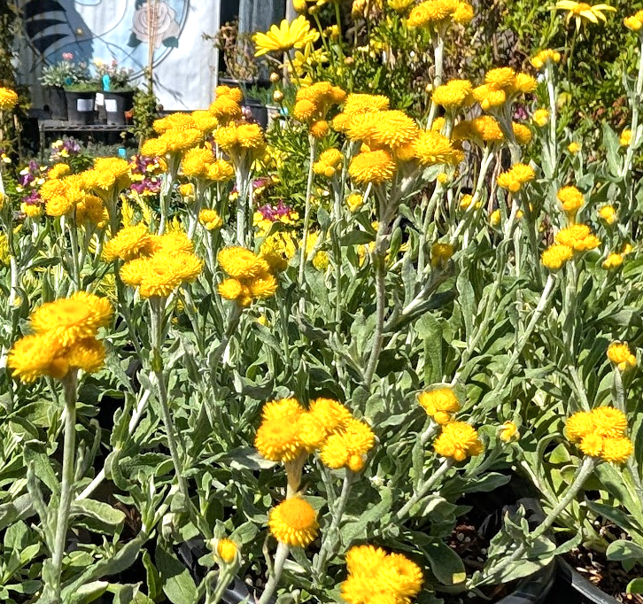 Chrysocephalum (Helichrysum) apiculatum 'Silver and Gold'
