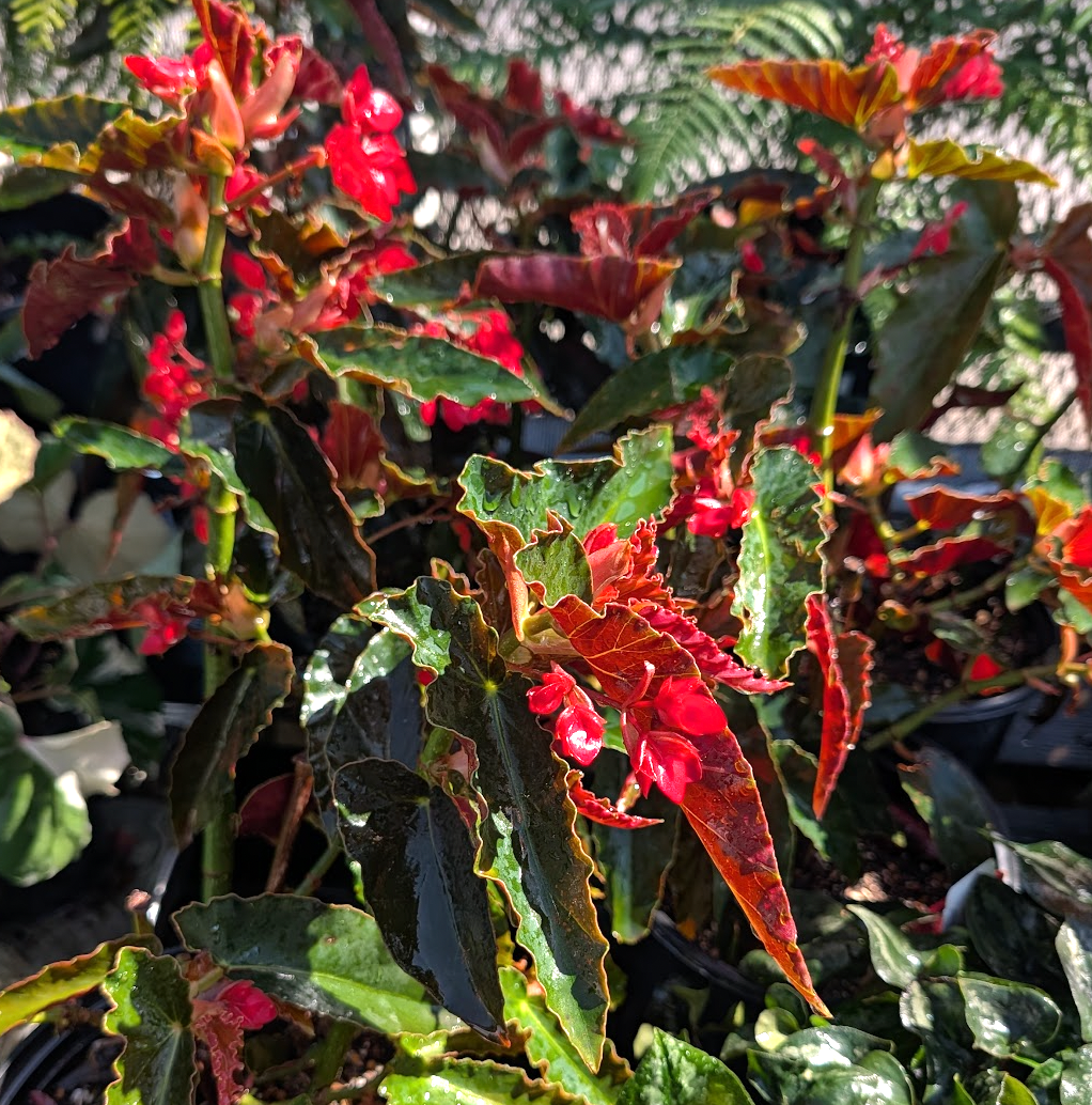 Begonia 'Torch'