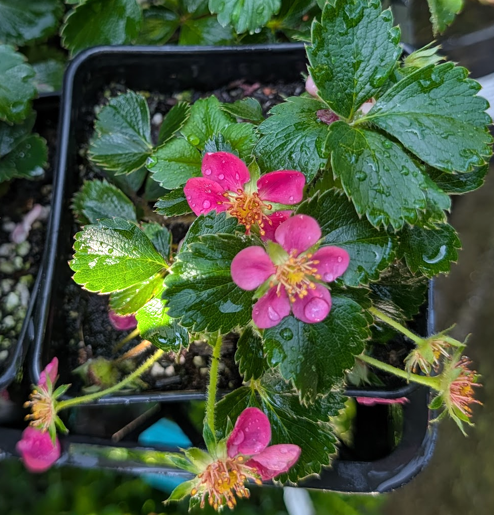 Fragaria Pink Panda