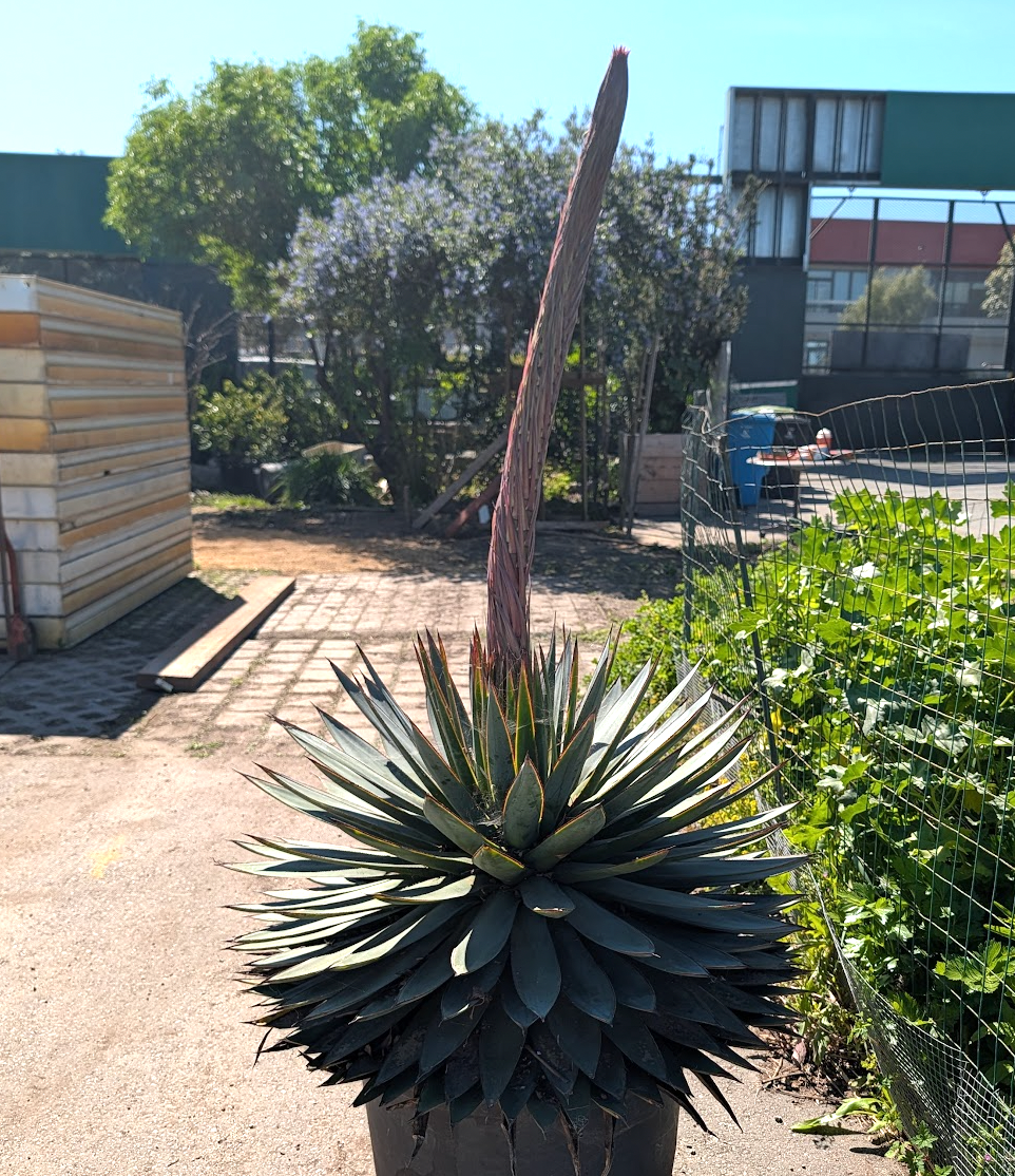 Agave 'Blue Glow'