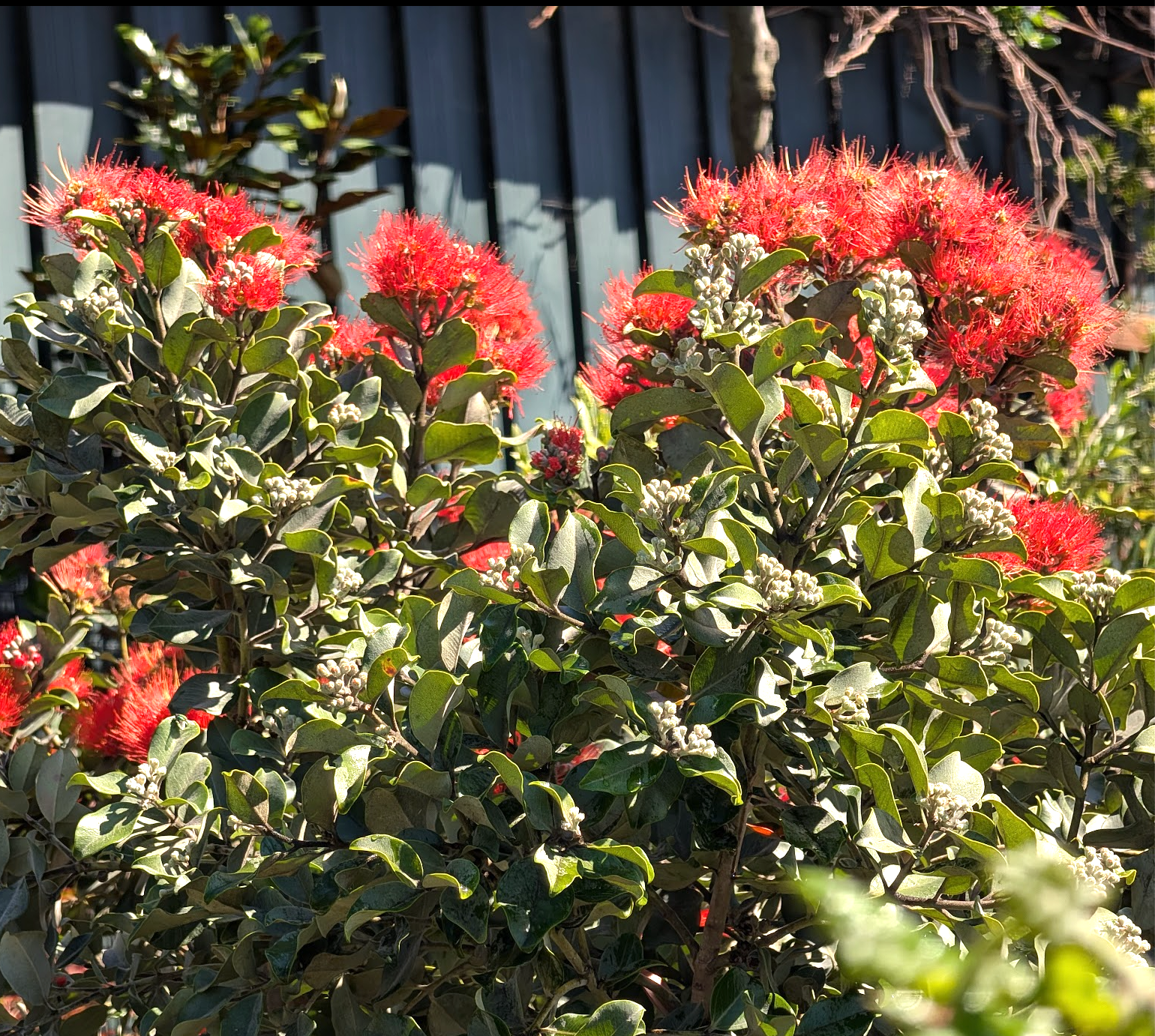 Metrosideros collina 'Springfire'