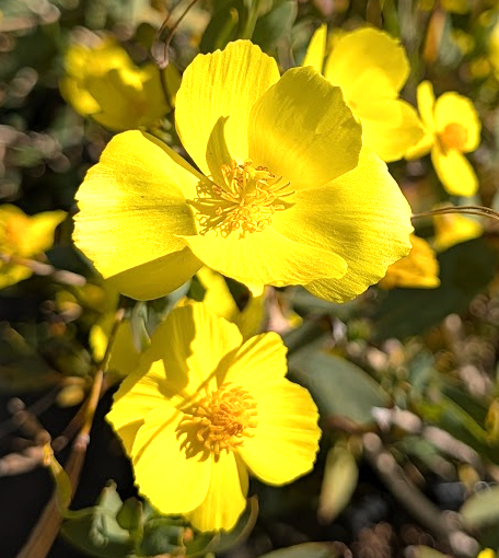Dendromecon harfordii