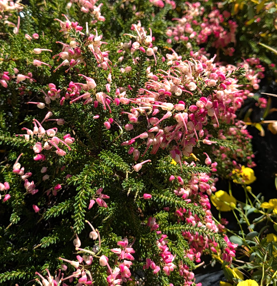 Grevillea lanigera 'Coastal Gem'