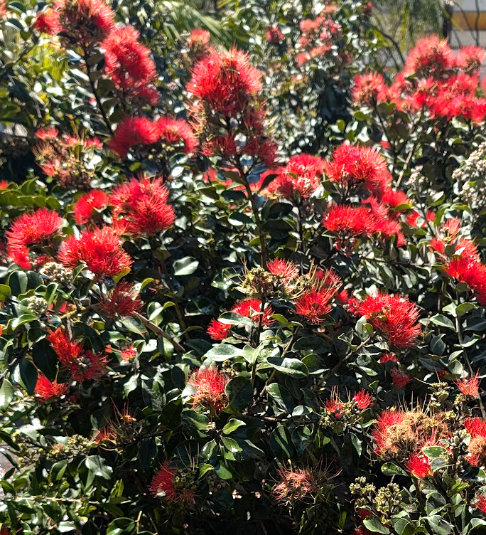 Metrosideros collina 'Springfire'