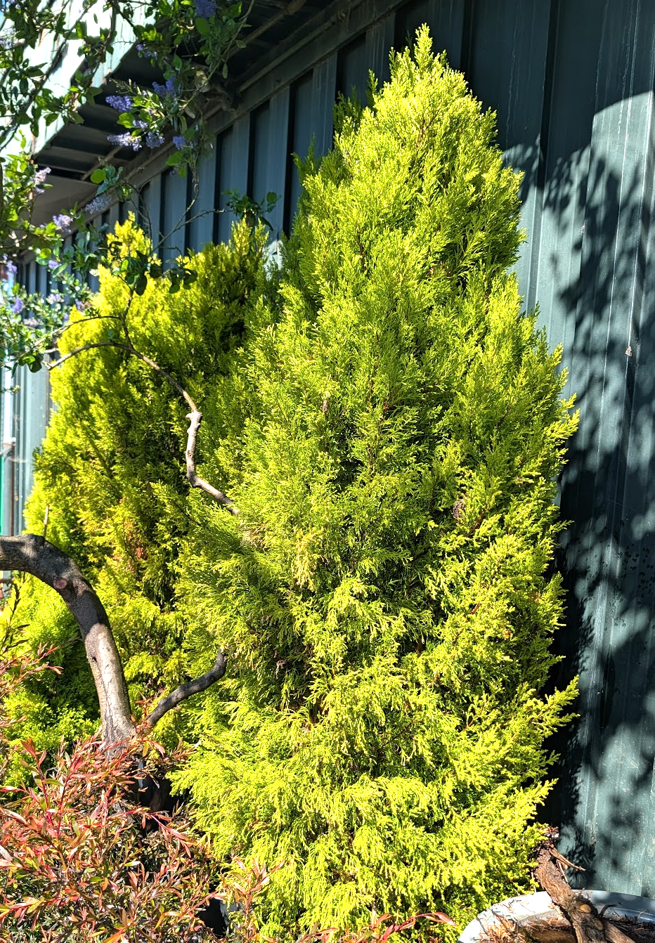Cupressus macrocarpa 'Wilma Goldcrest'
