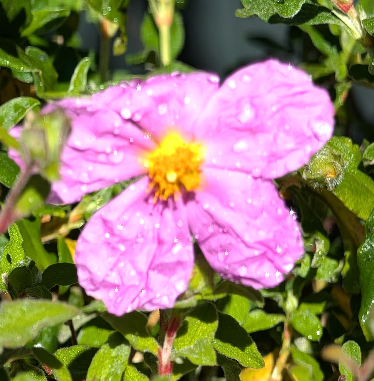 Cistus 'Santa Cruz'