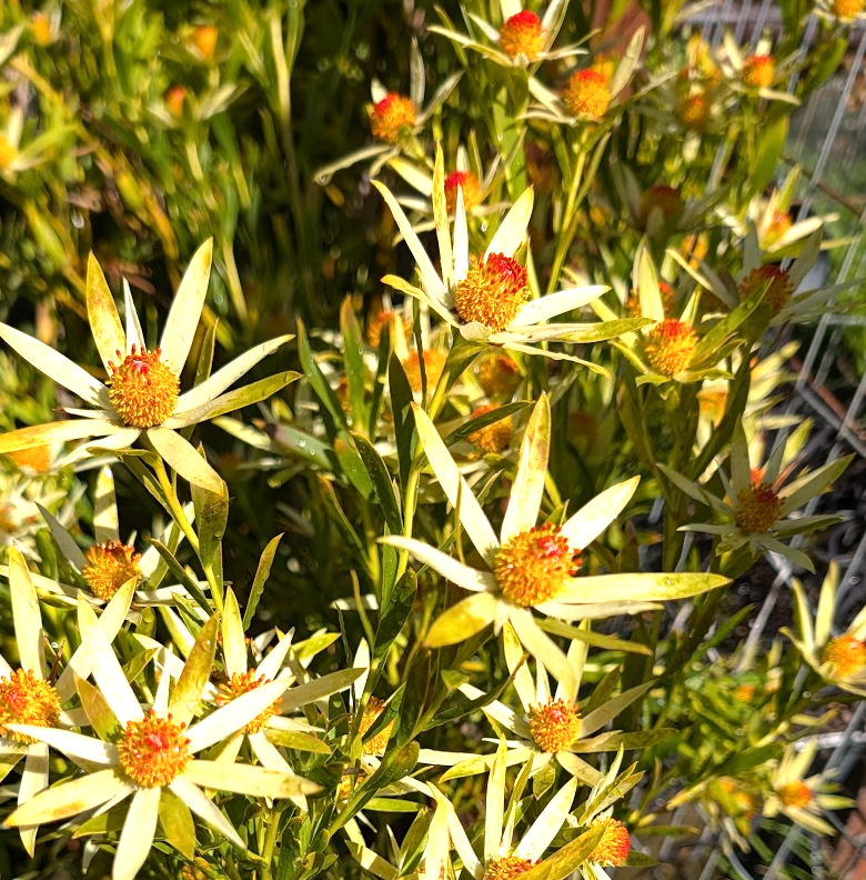 Leucadendron 'Afterburner'