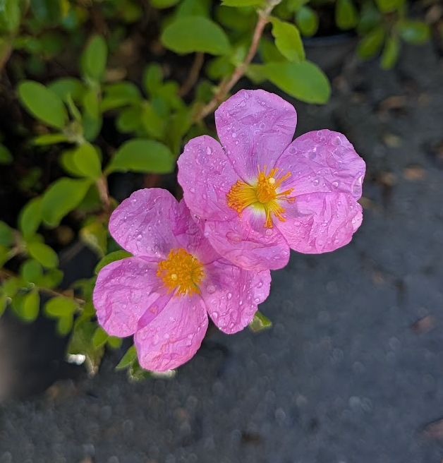 Cistus incanus