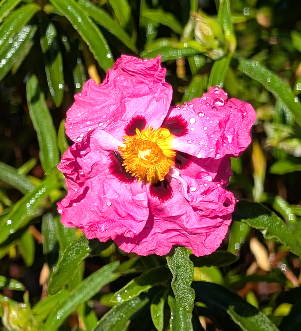 Cistus x purpureus