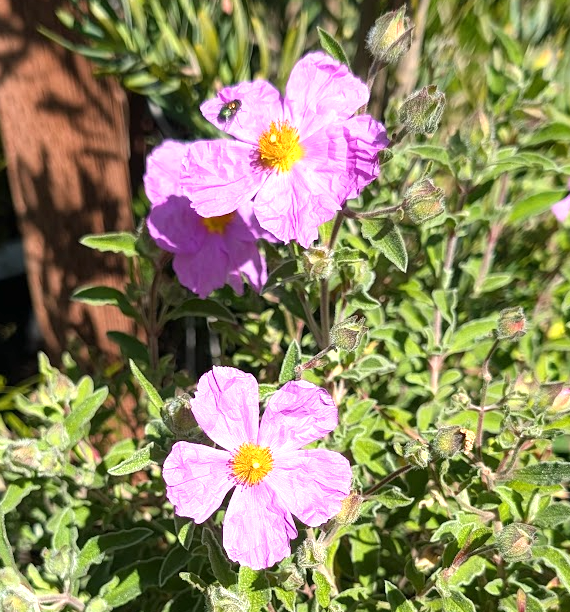 Cistus 'Santa Cruz'