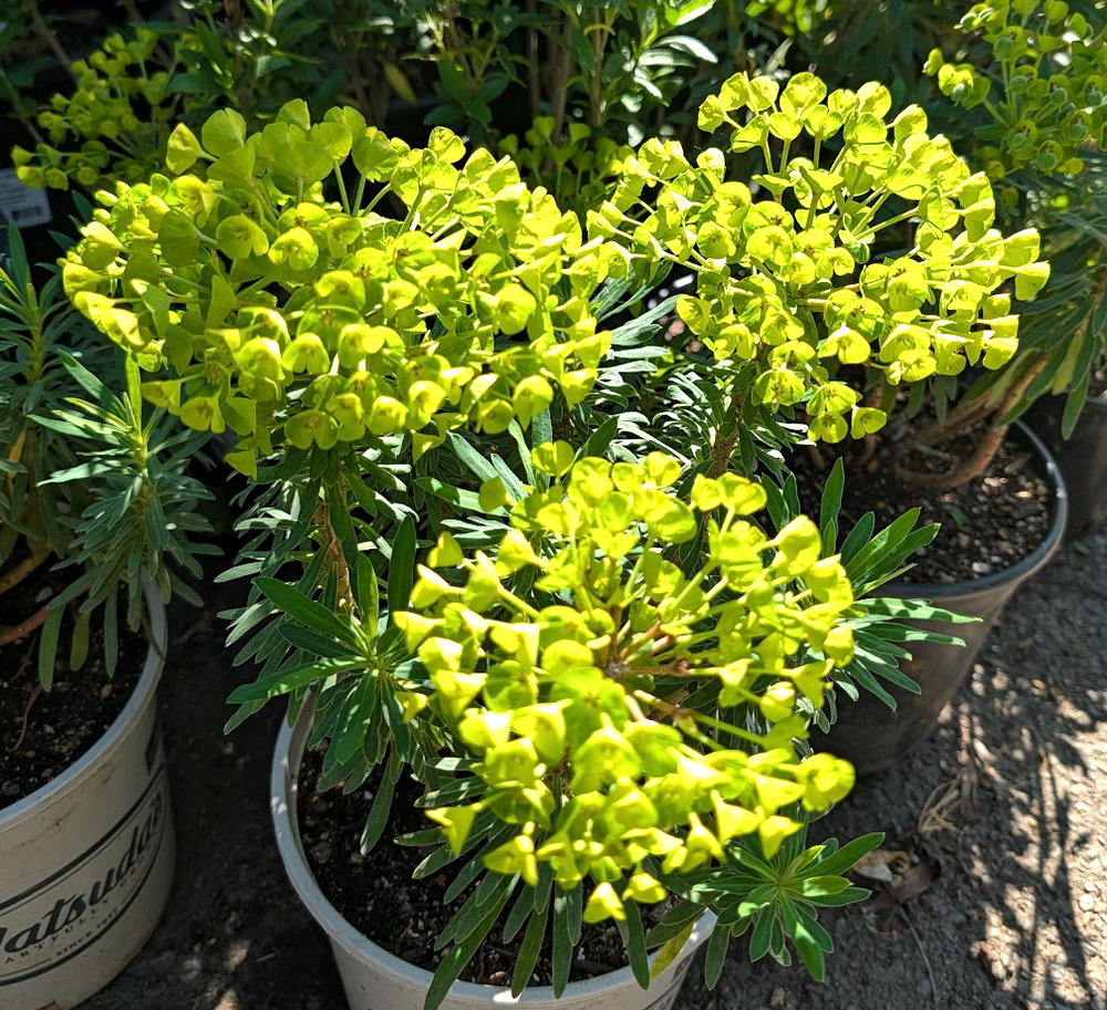 Euphorbia characias 'Bruce's Dwarf'