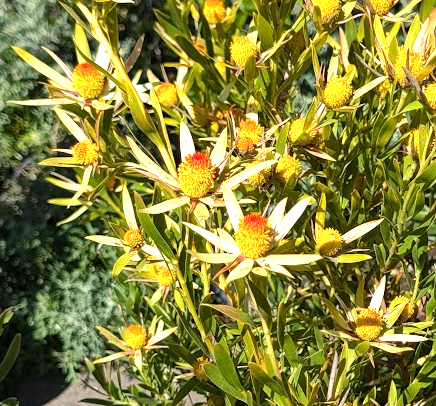 Leucadendron 'Afterburner'