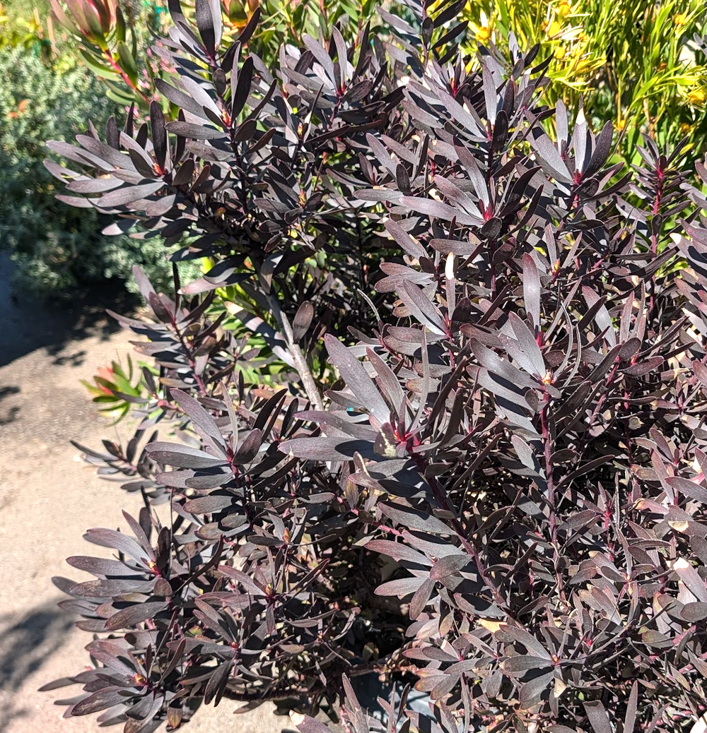 Leucadendron 'Ebony'
