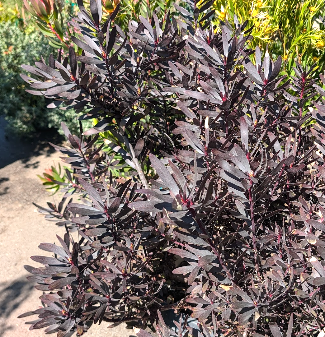 Leucadendron 'Ebony'