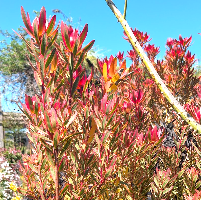 Leucadendron 'Jester'