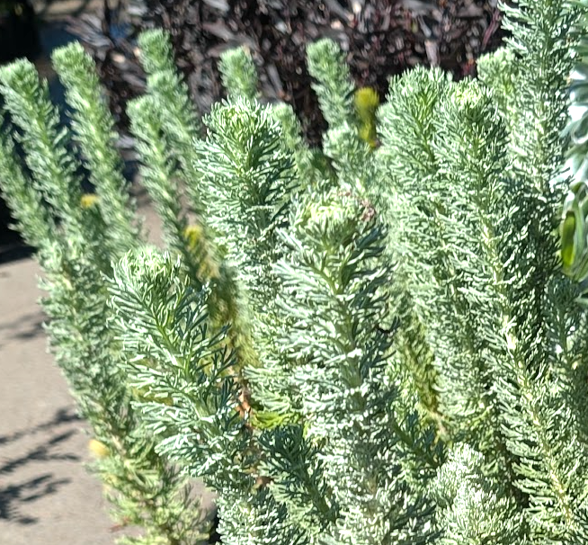 Athanasia pinnata