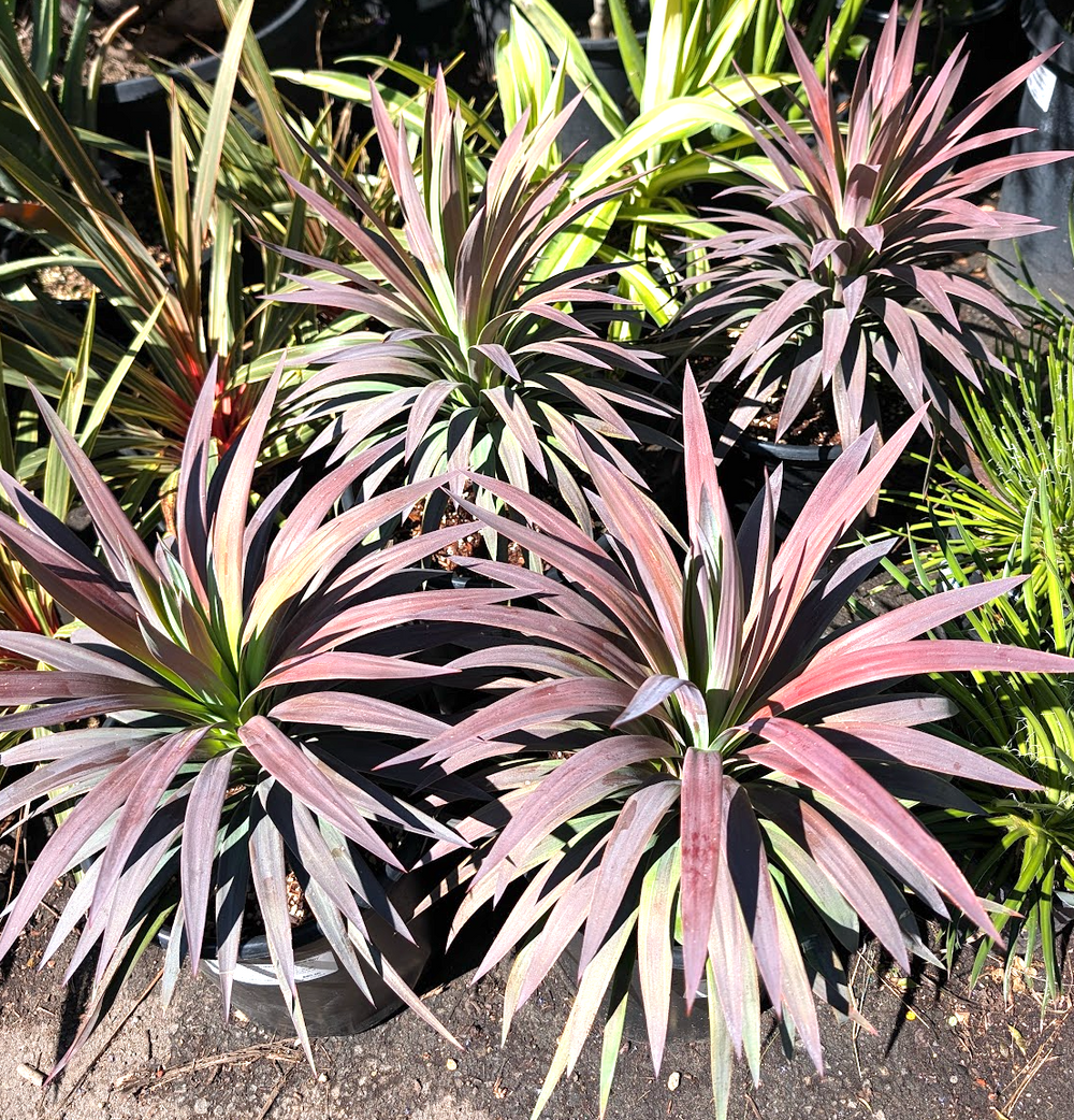 Yucca desmetiana 'Blue Boy'