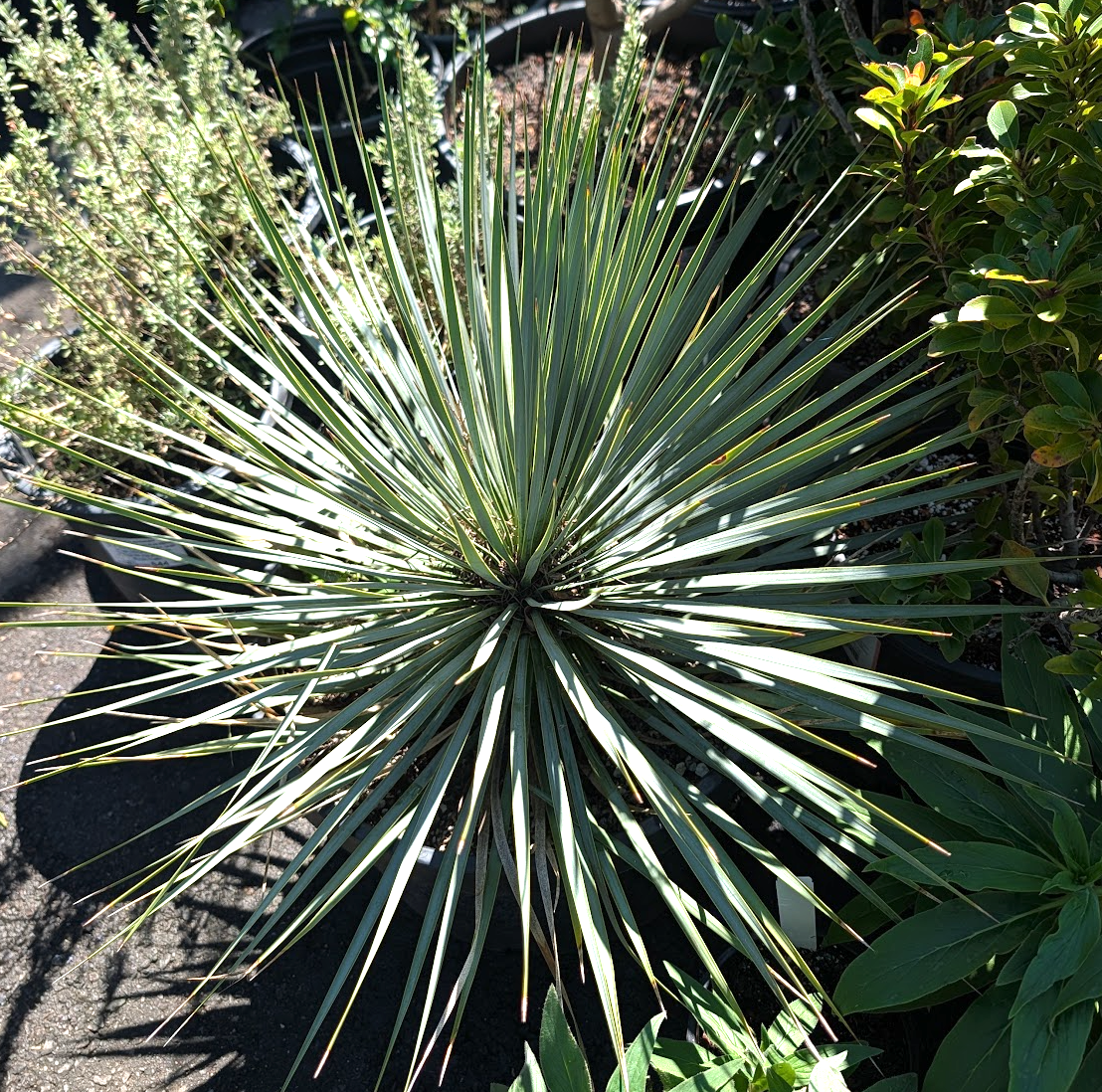 Yucca rostrata 'Blue Velvet'