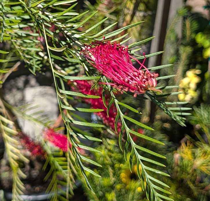 Grevillea 'Red Hooks'