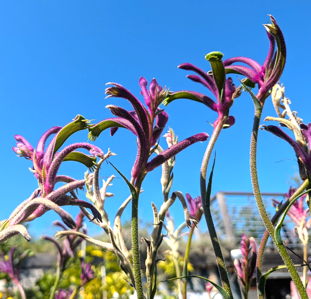 Anigozanthos 'Celebration Carnivale'