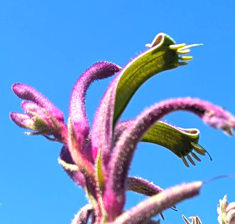 Anigozanthos 'Celebration Carnivale'