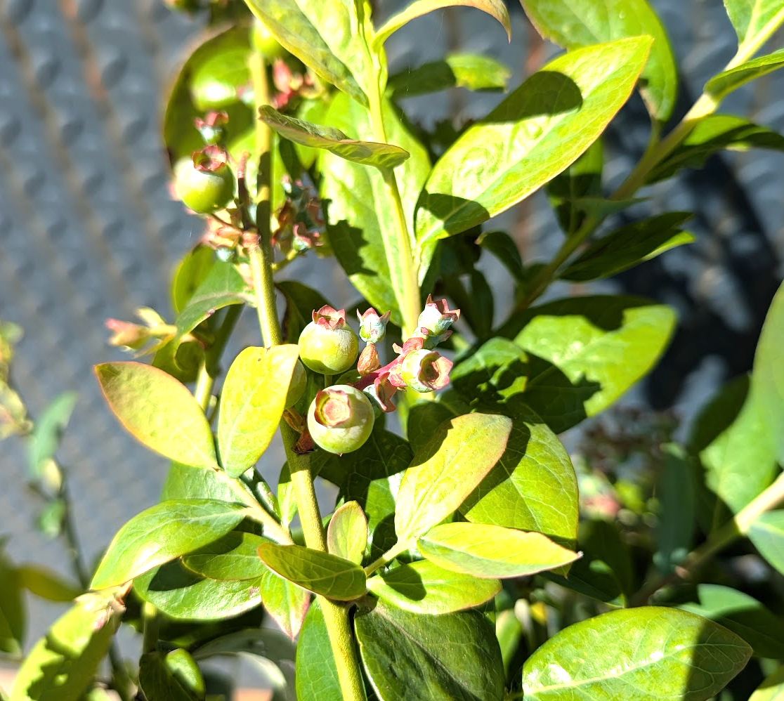 Blueberry 'Jewel'