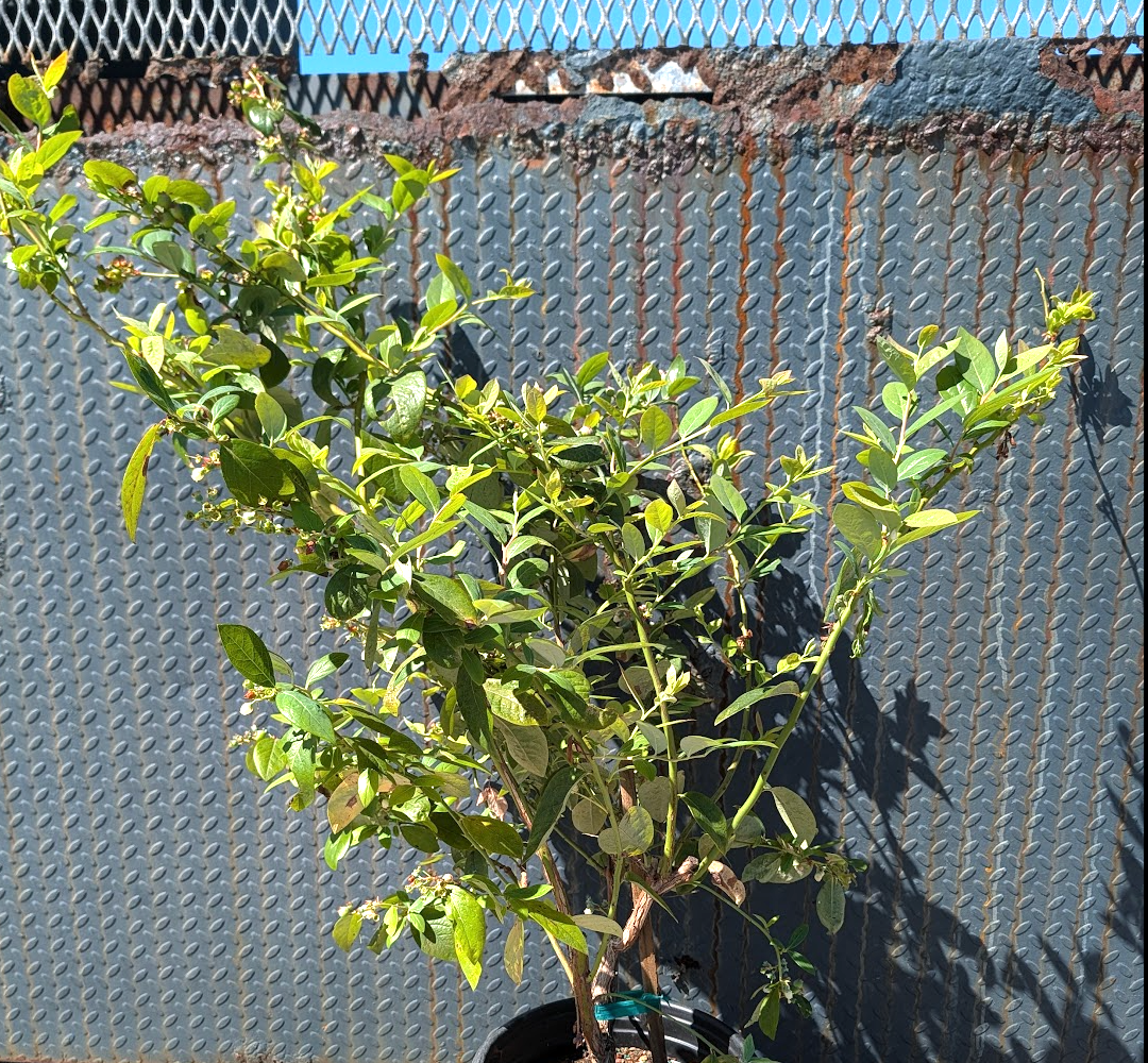Blueberry 'Jewel'