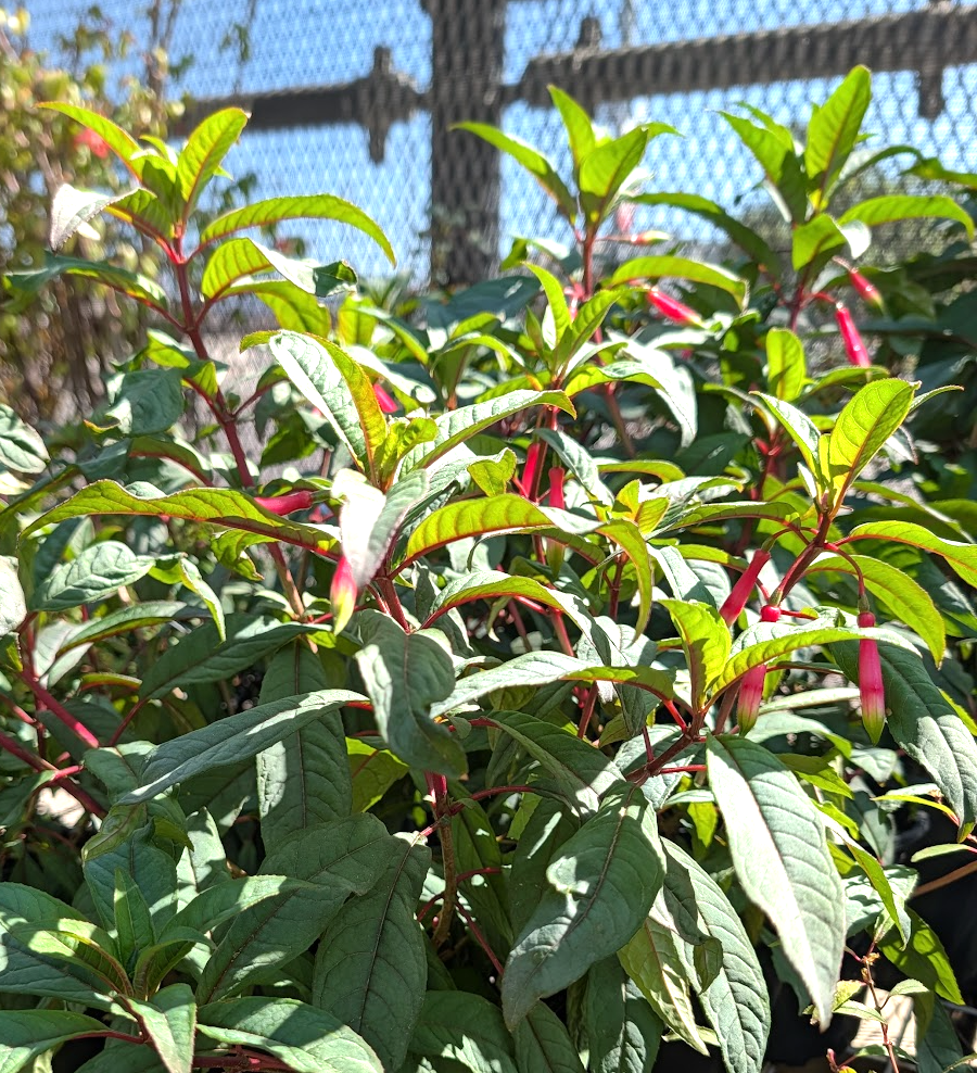 Fuchsia denticulata
