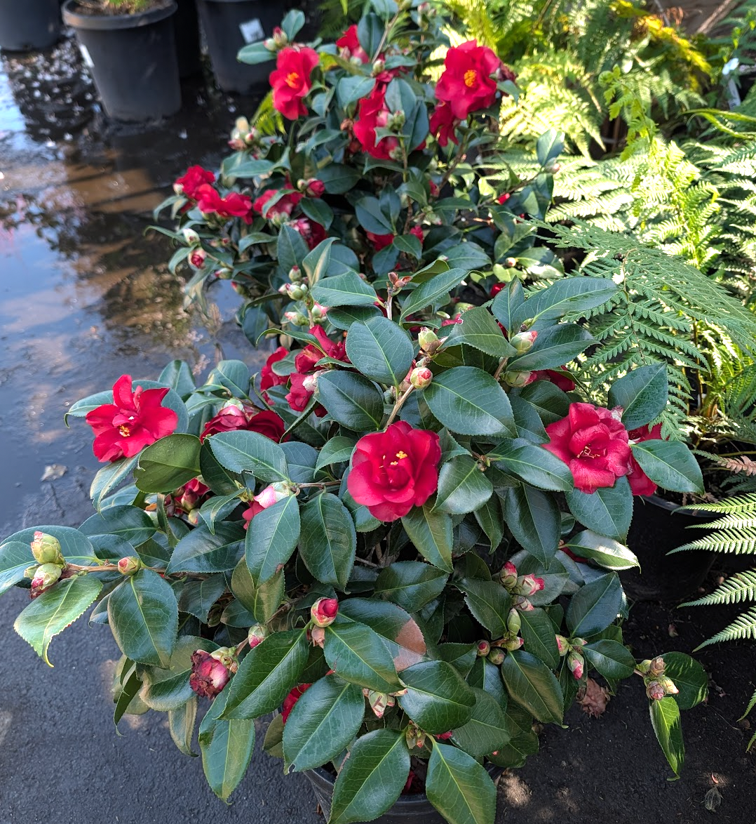Camellia japonica 'Midnight'