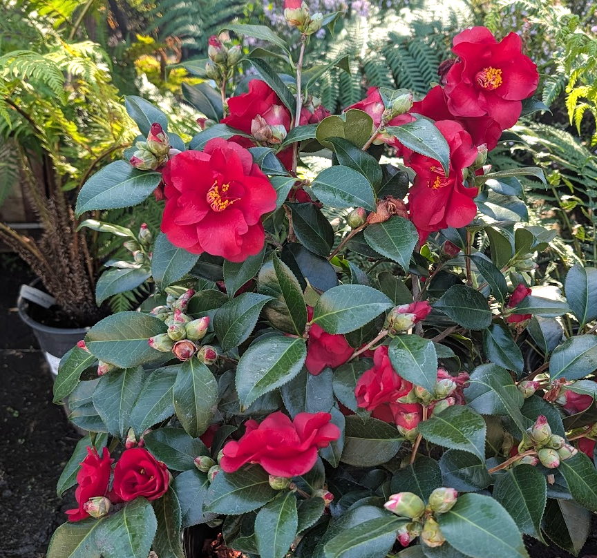 Camellia japonica 'Midnight'